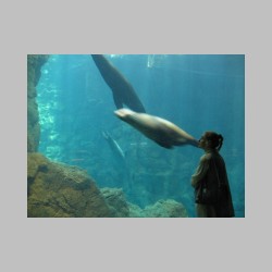 19 baraszkujace foki.html